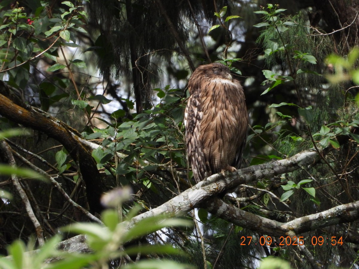 Brown Fish-Owl - ML642531726