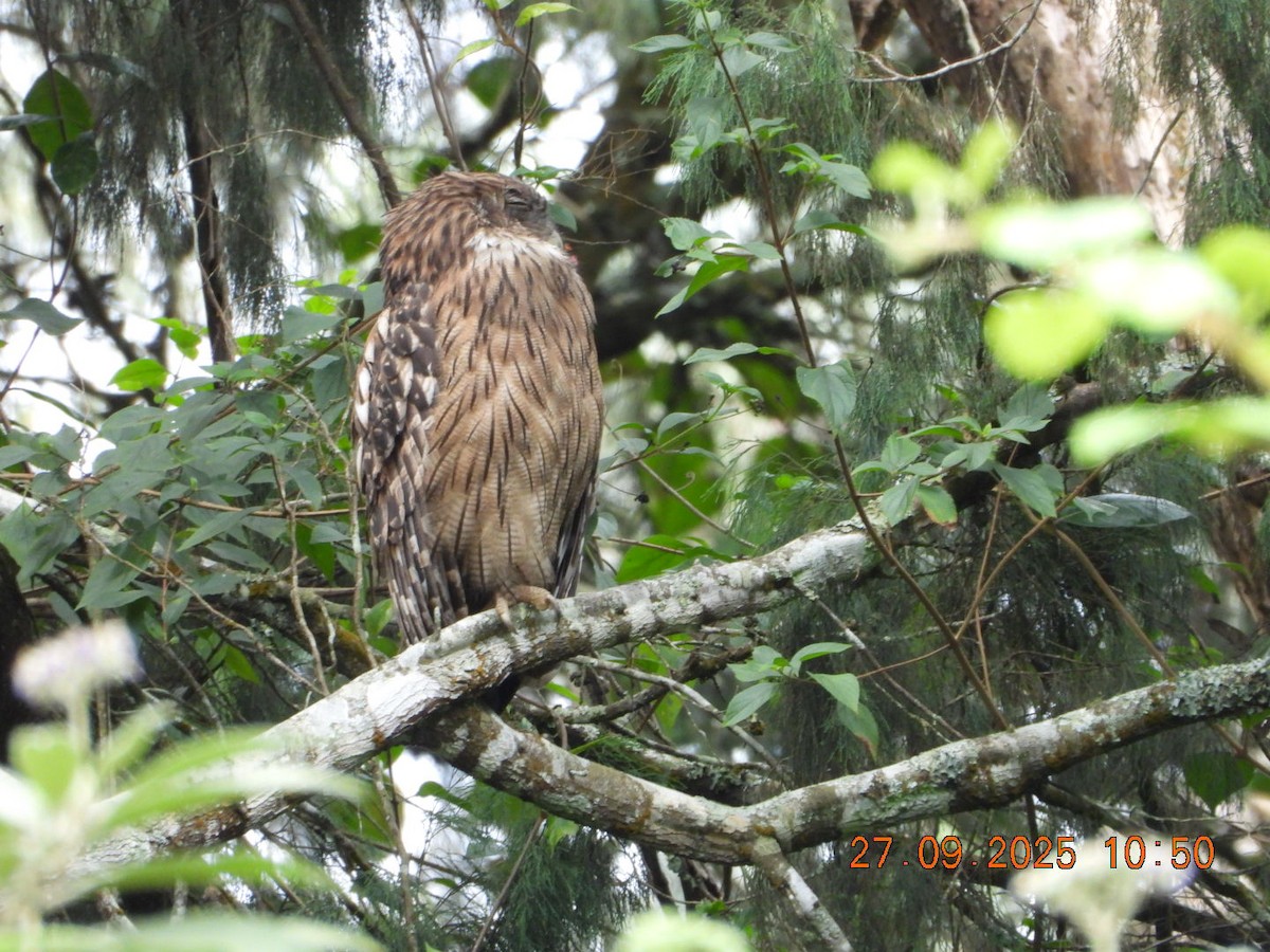 Brown Fish-Owl - ML642531727