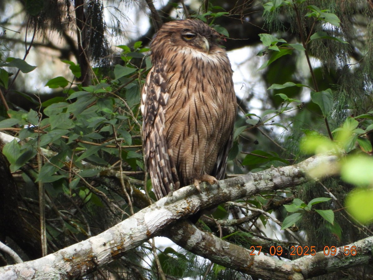 Brown Fish-Owl - ML642531728