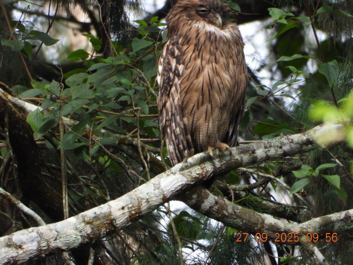 Brown Fish-Owl - ML642531730