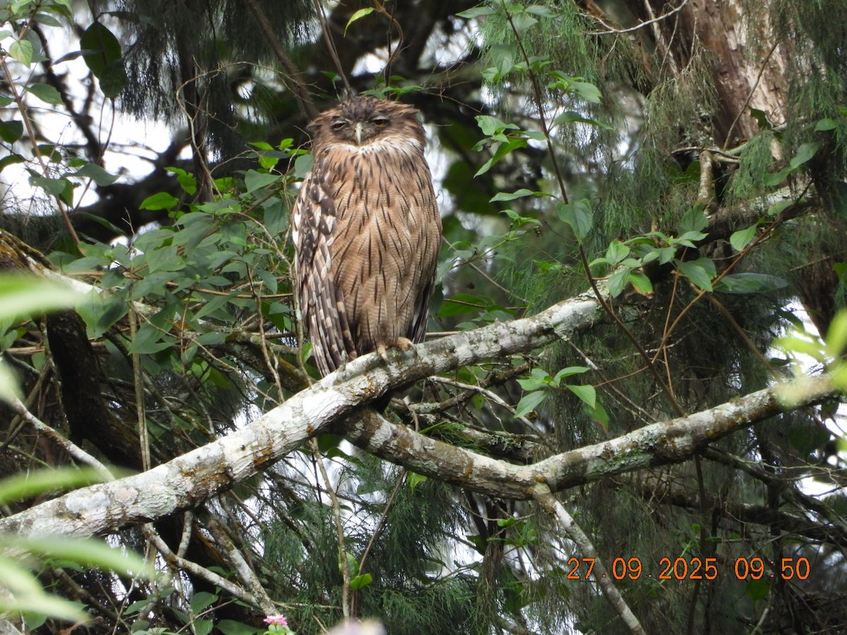 Brown Fish-Owl - ML642531731