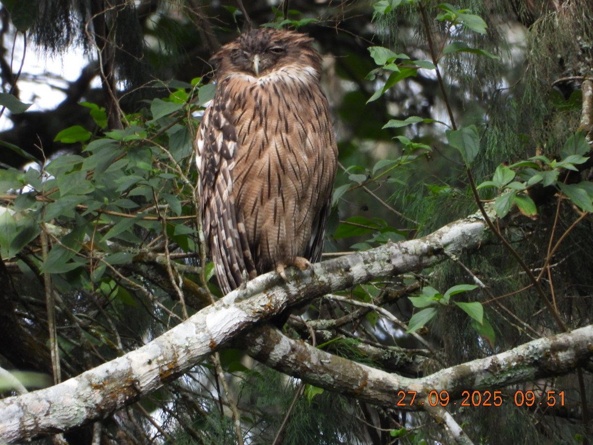 Brown Fish-Owl - ML642531732
