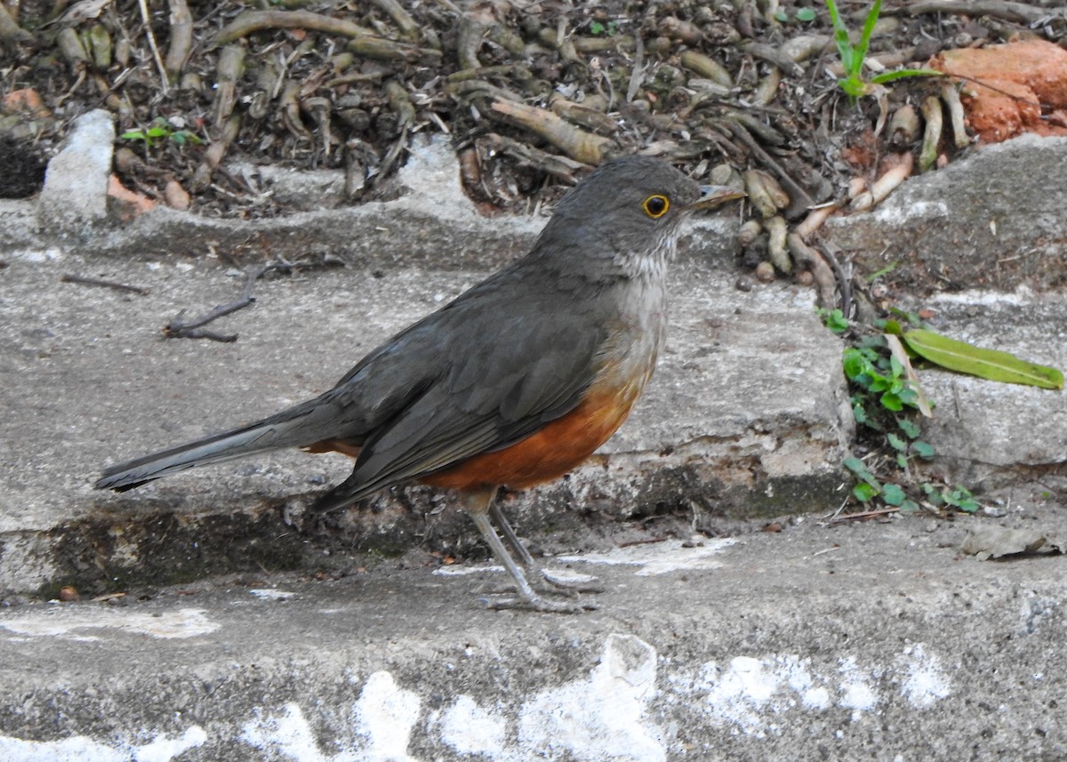 Rufous-bellied Thrush - ML642531743