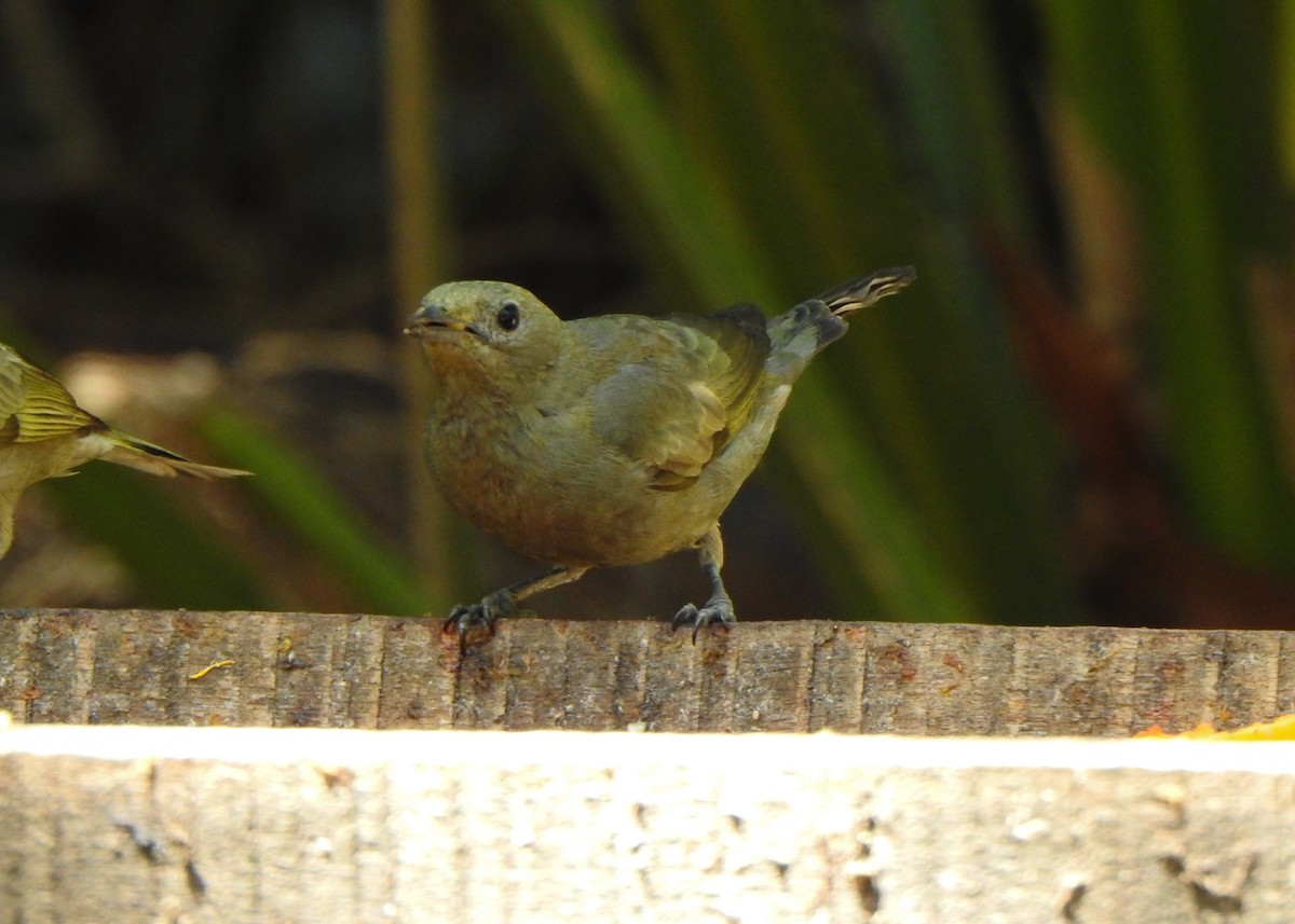 Palm Tanager - ML642531750