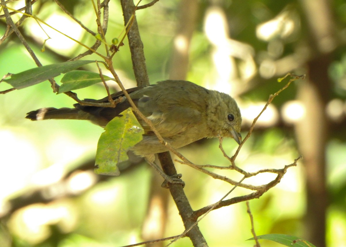 Palm Tanager - ML642531751