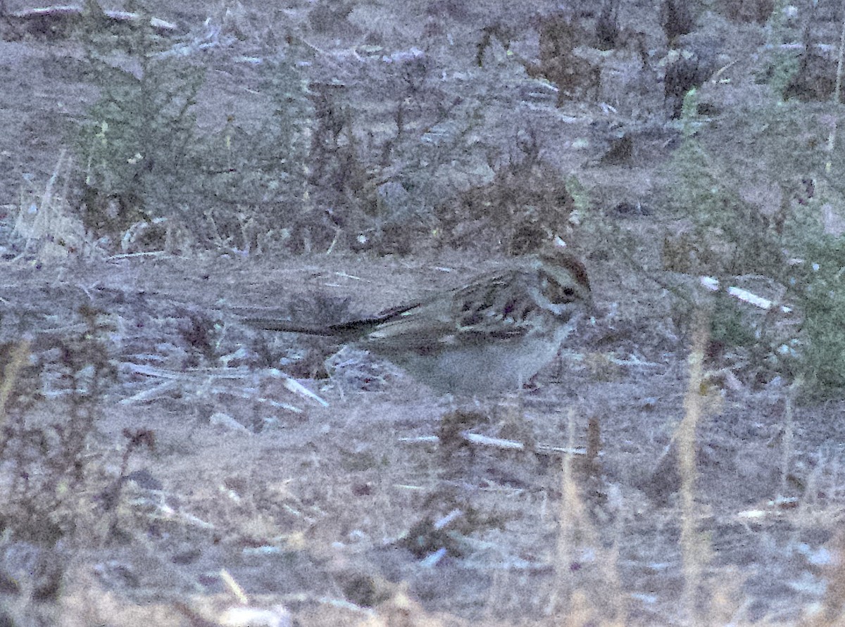 new world sparrow sp. - ML642531752