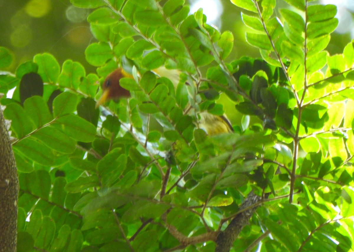 Rufous-headed Tanager - ML642531756