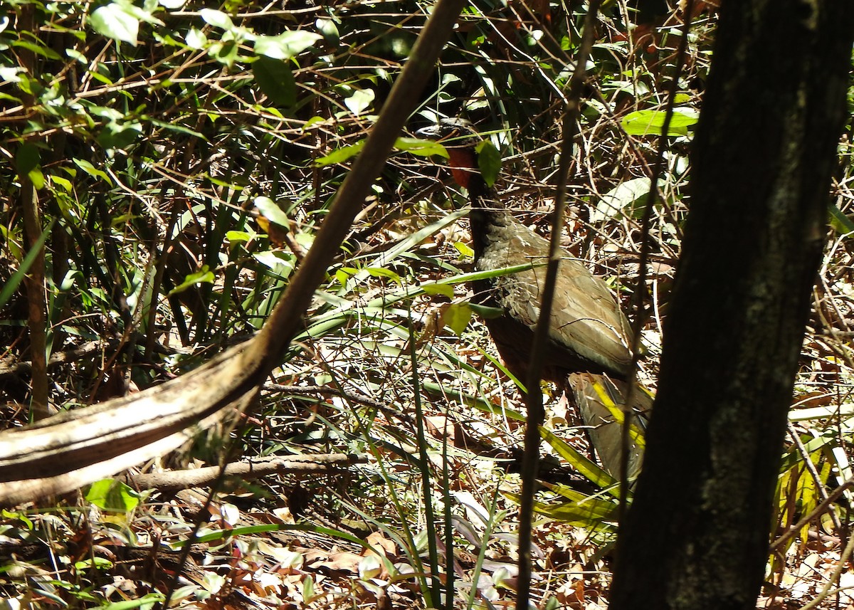 Dusky-legged Guan - ML642531766