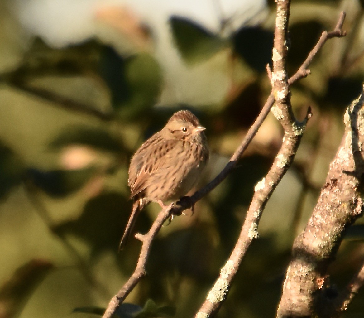 Lincoln's Sparrow - ML642531824