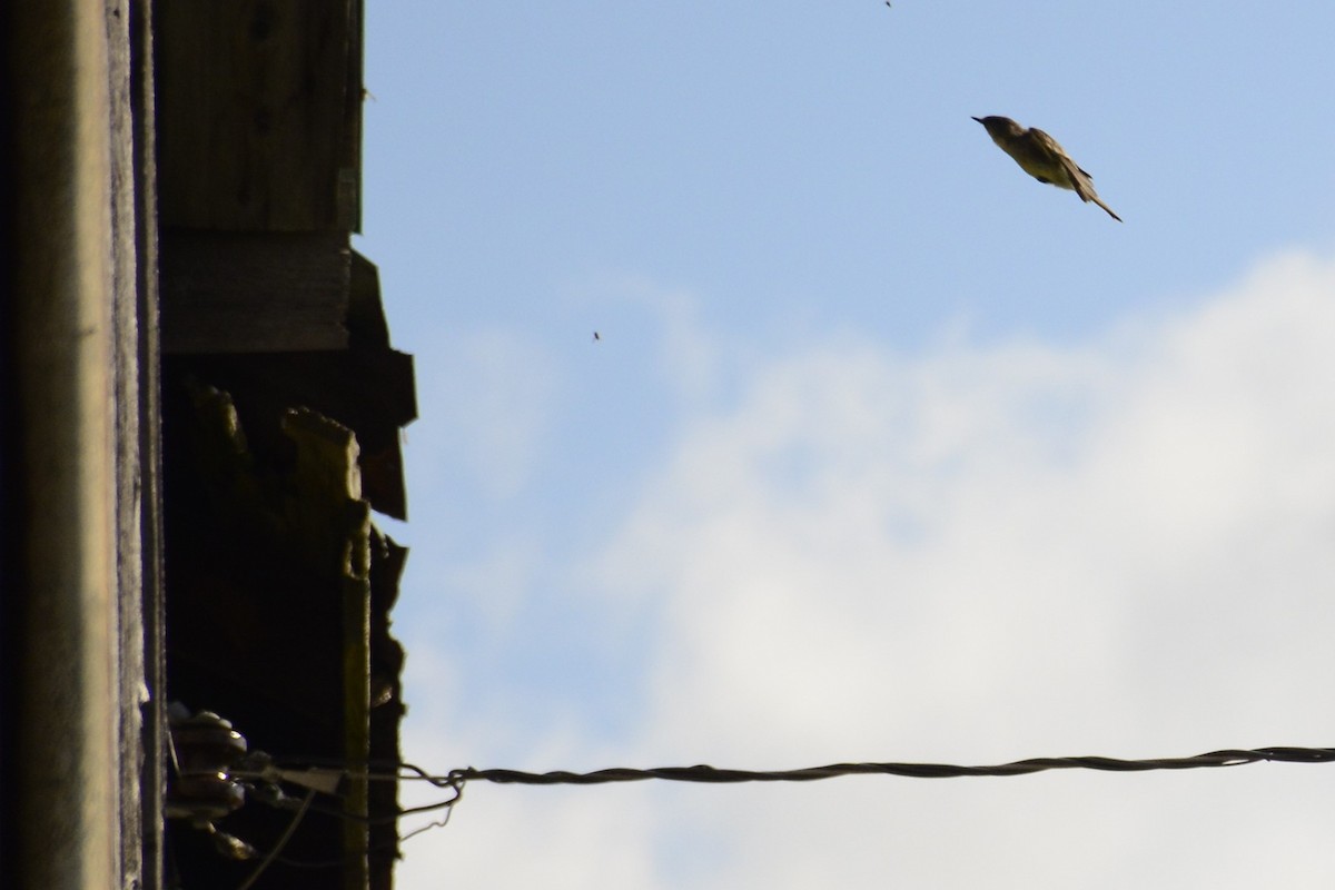 Eastern Phoebe - ML642531857