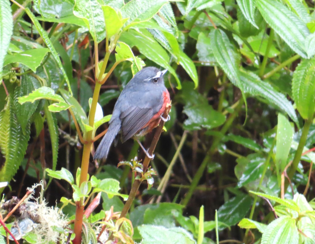 Chestnut-bellied Chat-Tyrant - ML642531875