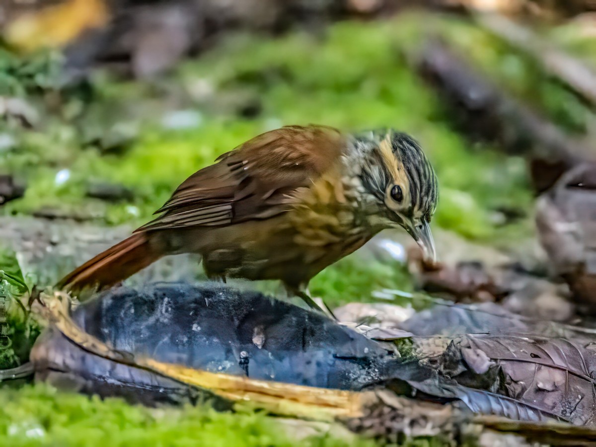 Scaly-throated Foliage-gleaner - ML642531876