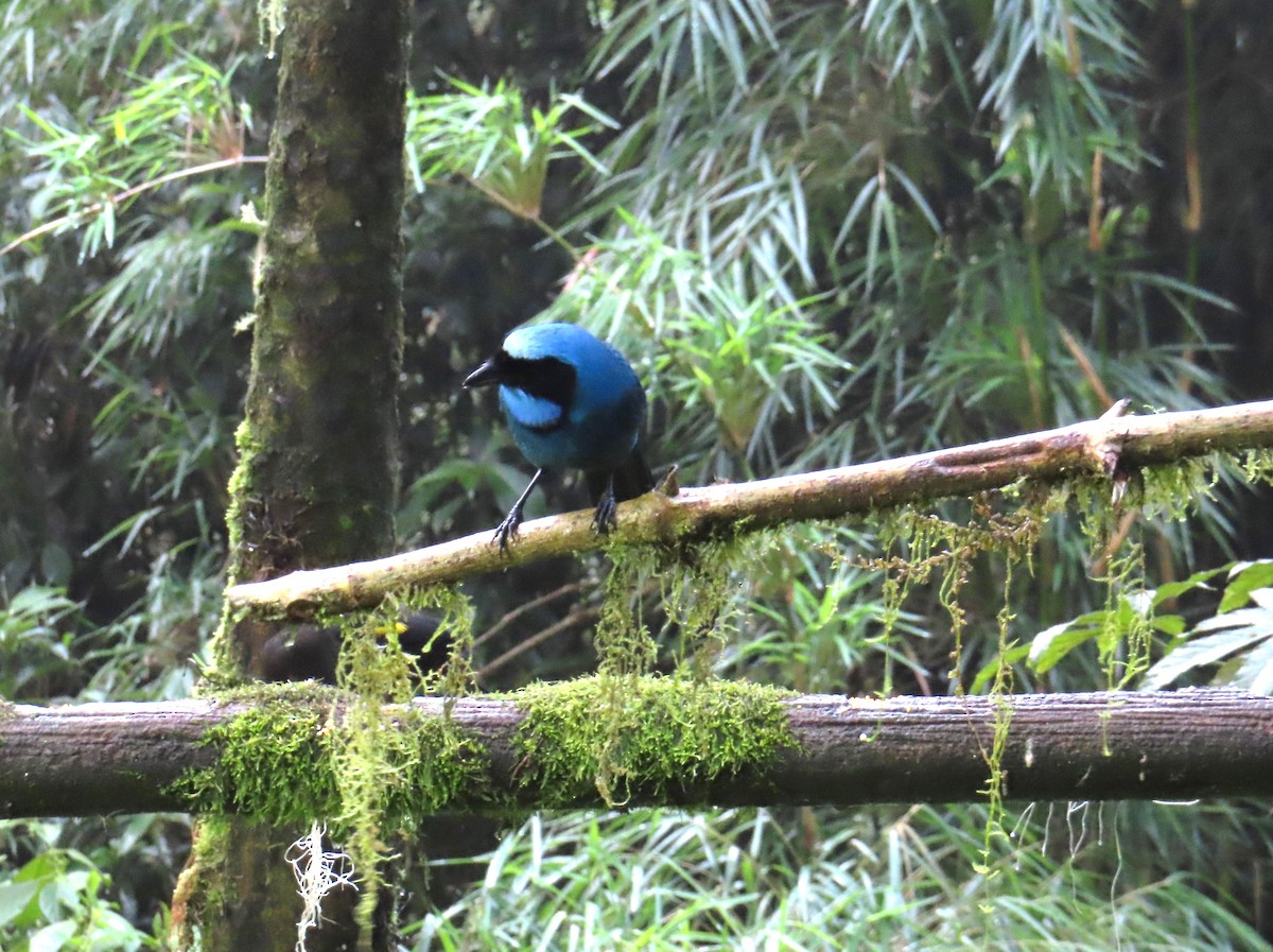 Turquoise Jay - ML642531906