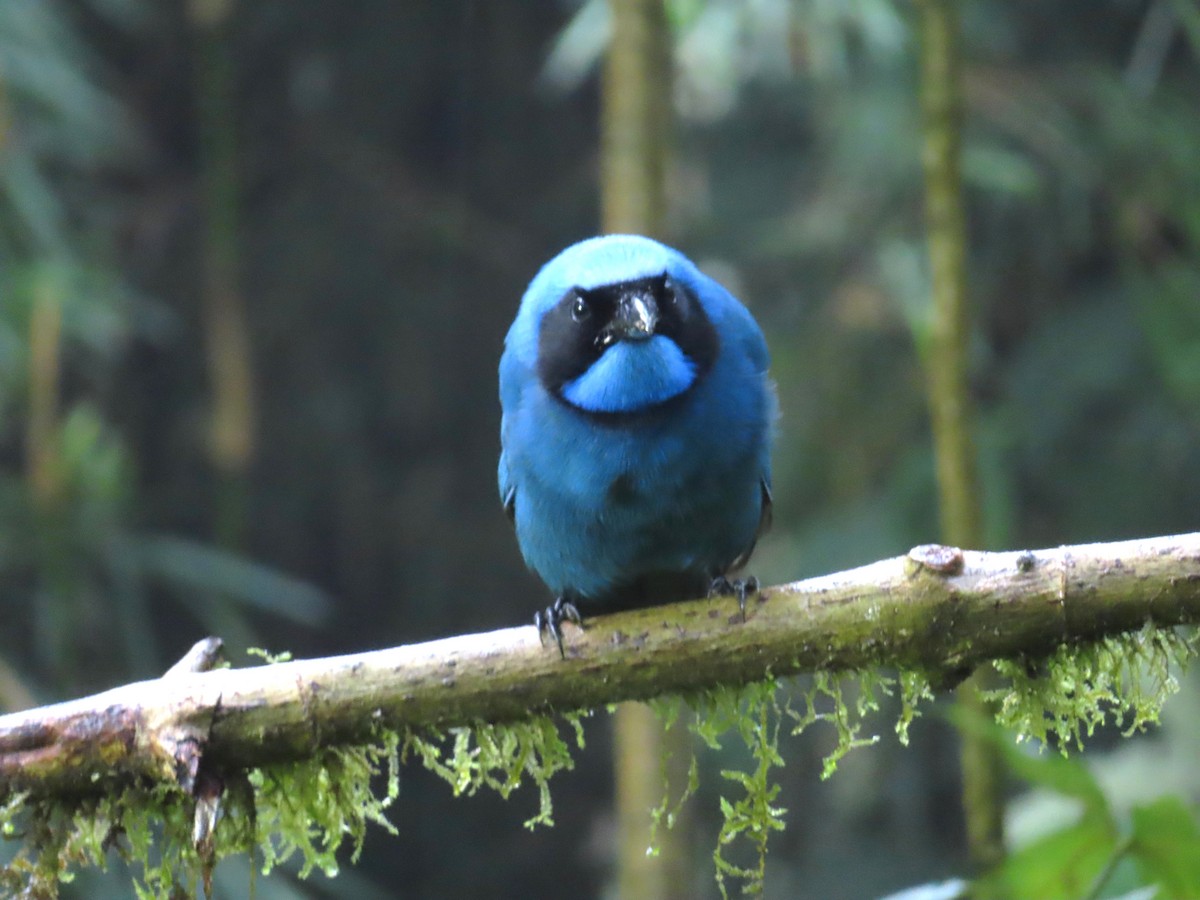 Turquoise Jay - ML642531910