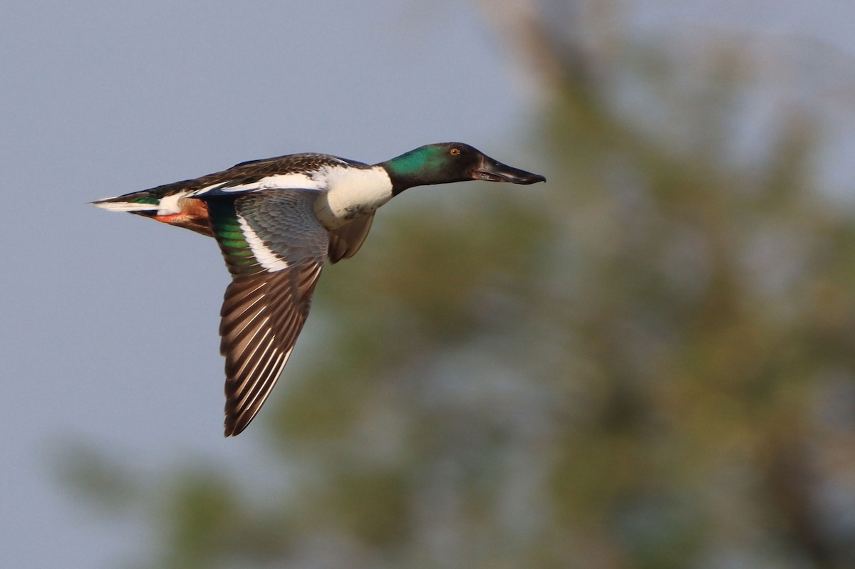 Northern Shoveler - ML642531943