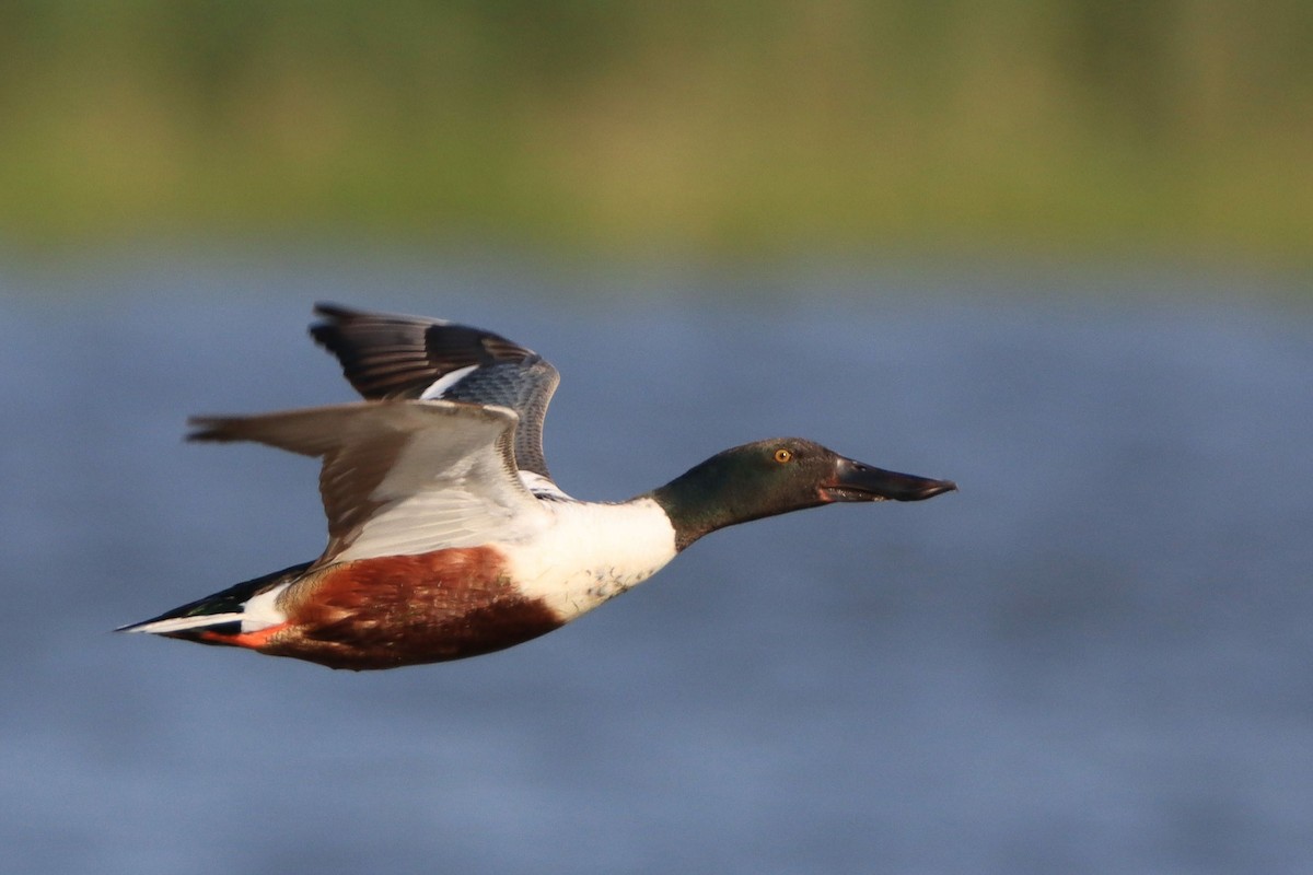 Northern Shoveler - ML642531944