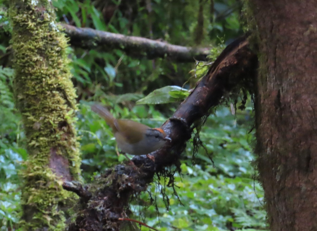 Russet-crowned Warbler - ML642531965
