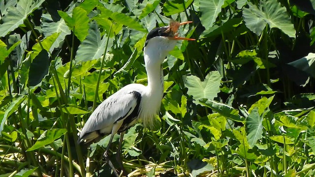 Cocoi Heron - ML642531971
