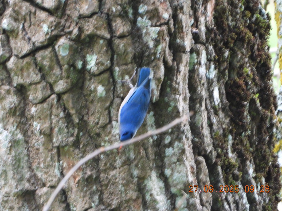 Velvet-fronted Nuthatch - ML642531994