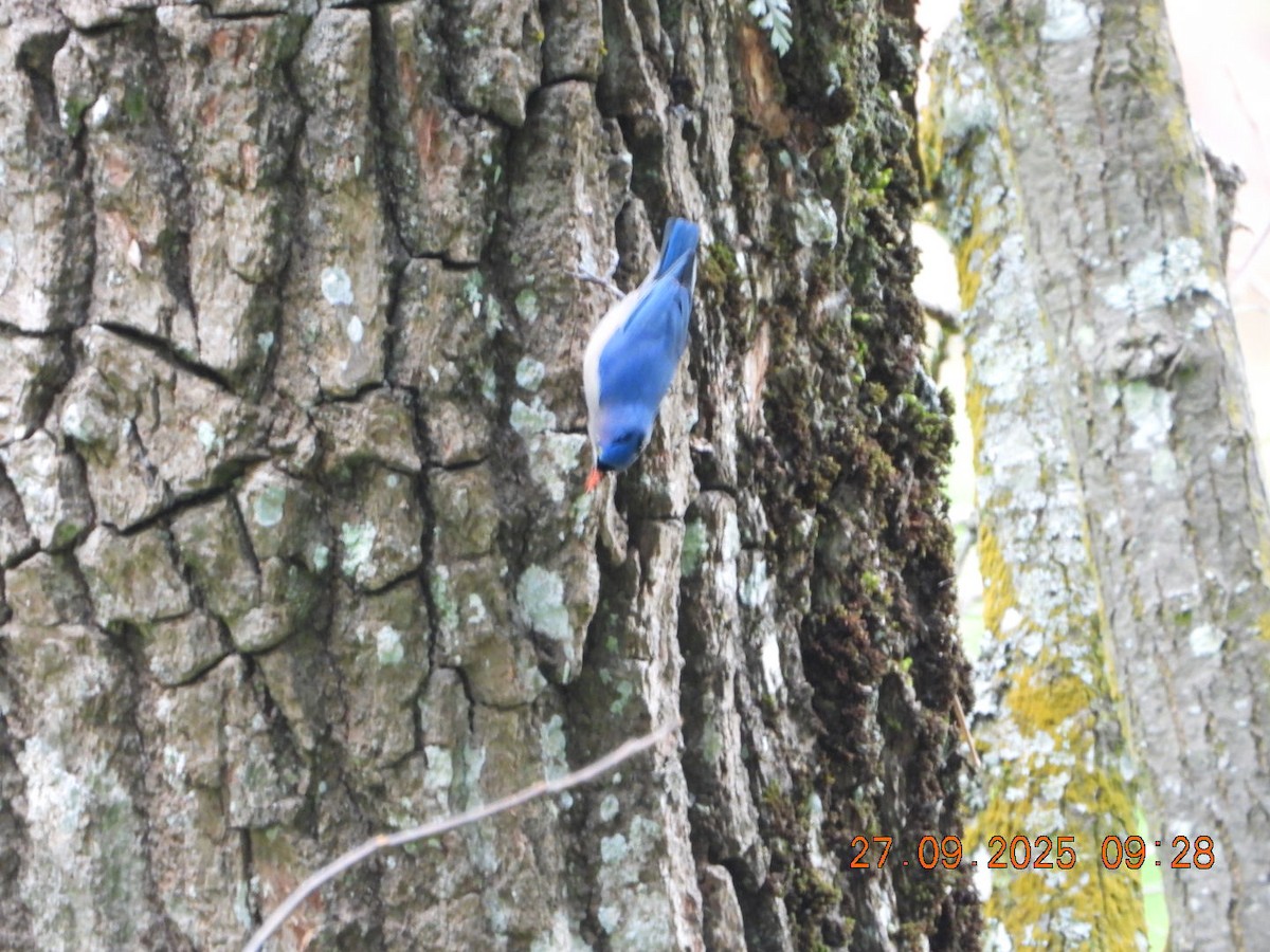 Velvet-fronted Nuthatch - ML642531995