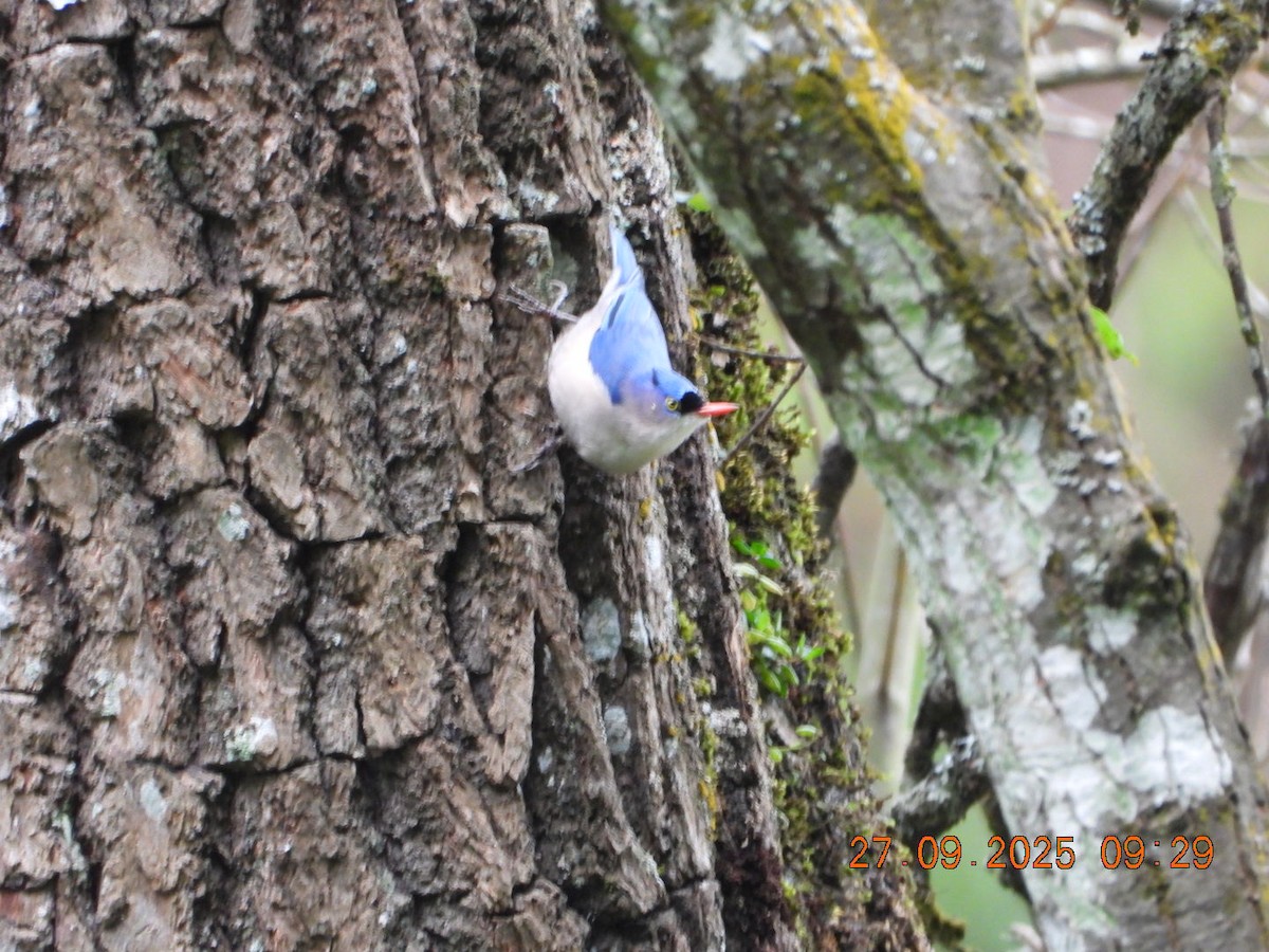 Velvet-fronted Nuthatch - ML642531996