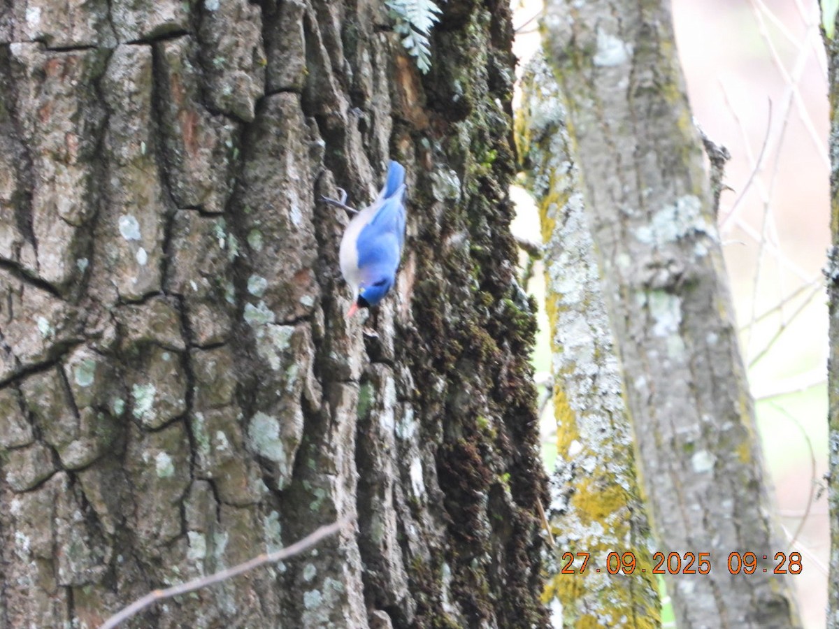 Velvet-fronted Nuthatch - ML642531997