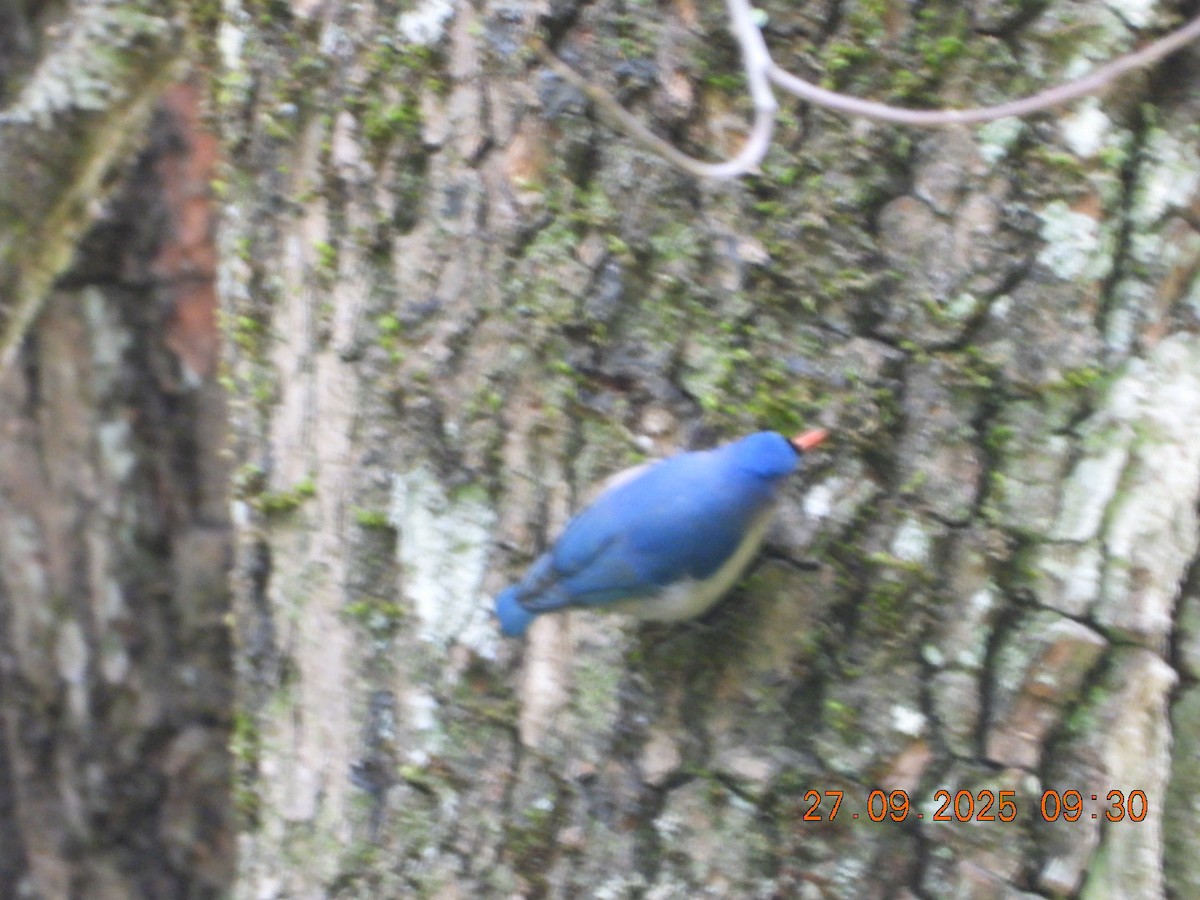 Velvet-fronted Nuthatch - ML642531998
