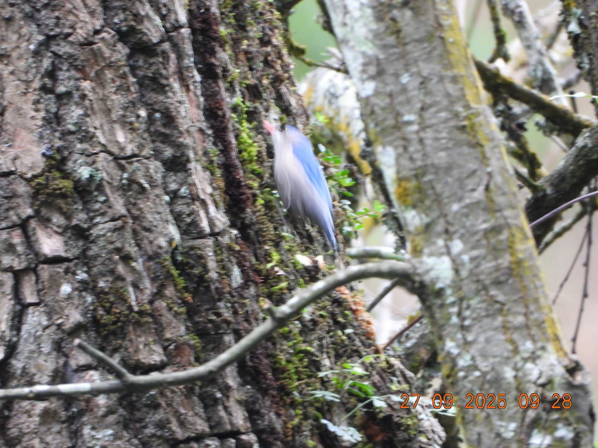 Velvet-fronted Nuthatch - ML642531999