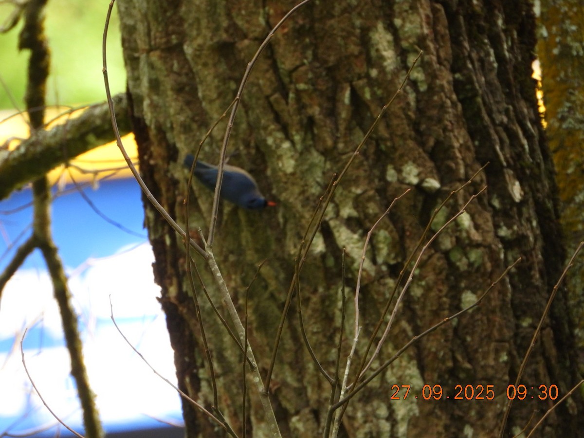 Velvet-fronted Nuthatch - ML642532000