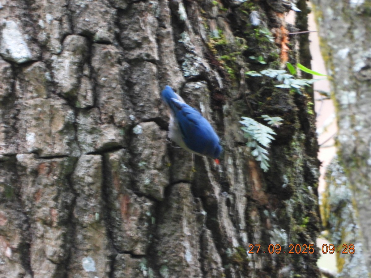 Velvet-fronted Nuthatch - ML642532001
