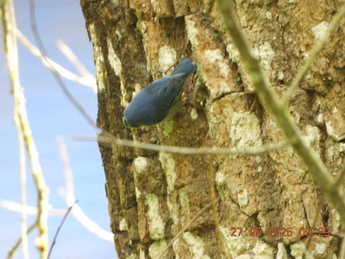 Velvet-fronted Nuthatch - ML642532002