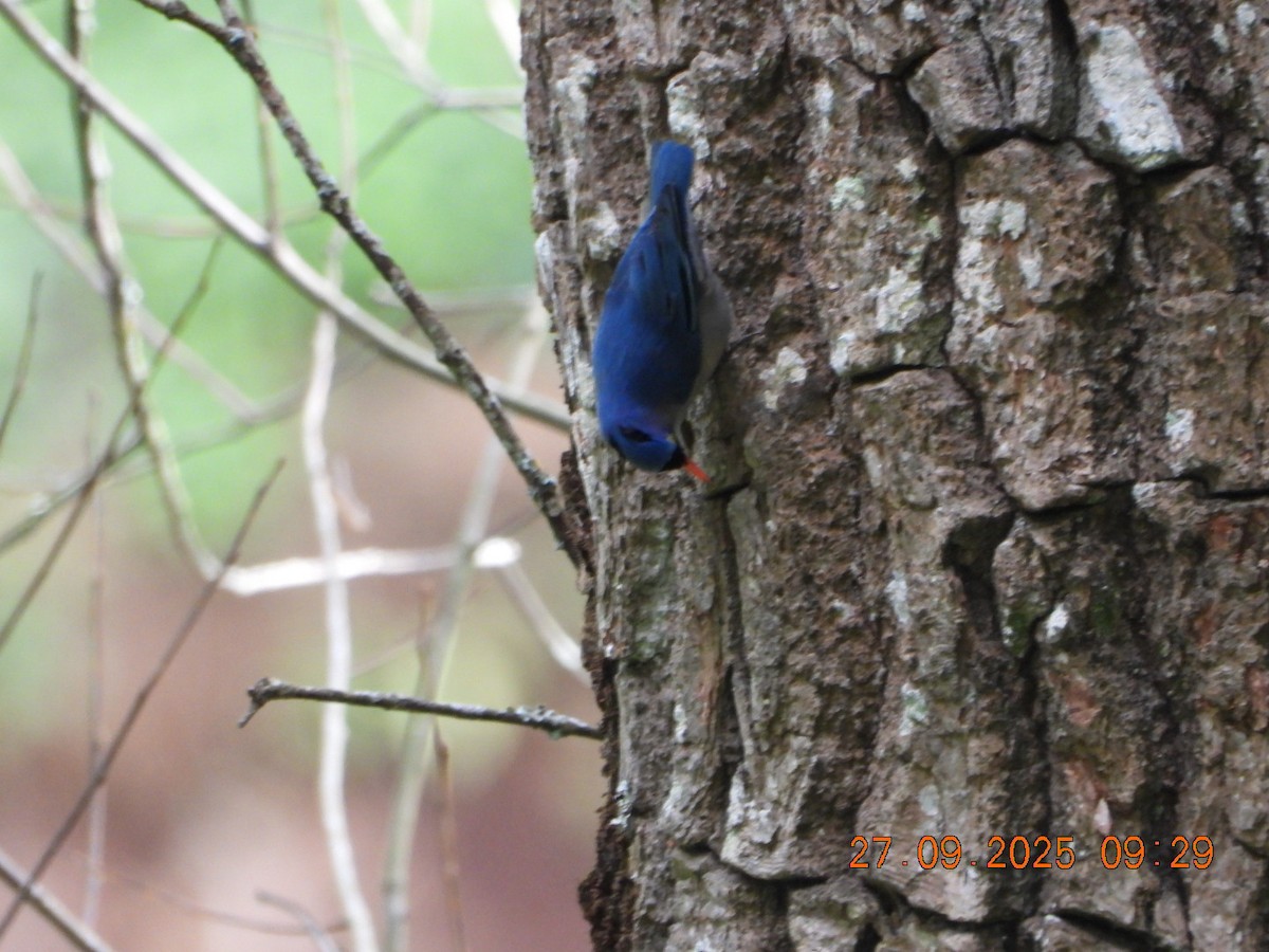 Velvet-fronted Nuthatch - ML642532003