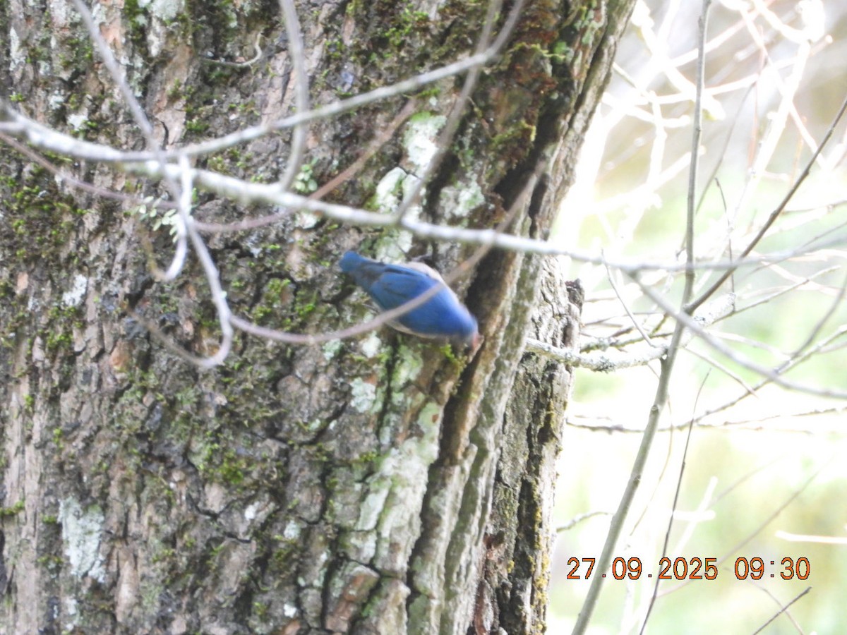 Velvet-fronted Nuthatch - ML642532004