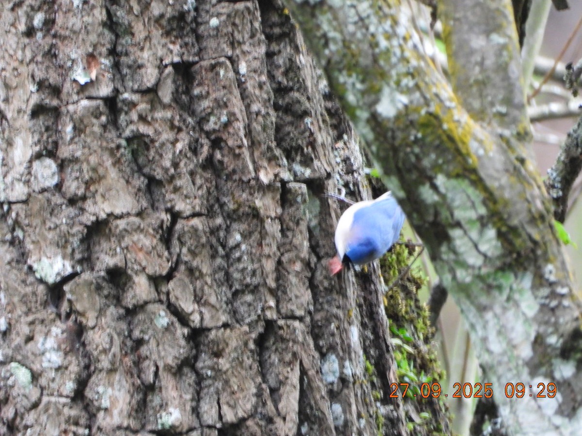 Velvet-fronted Nuthatch - ML642532005