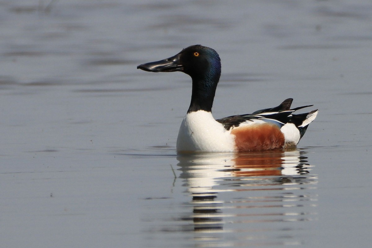 Northern Shoveler - ML642532006
