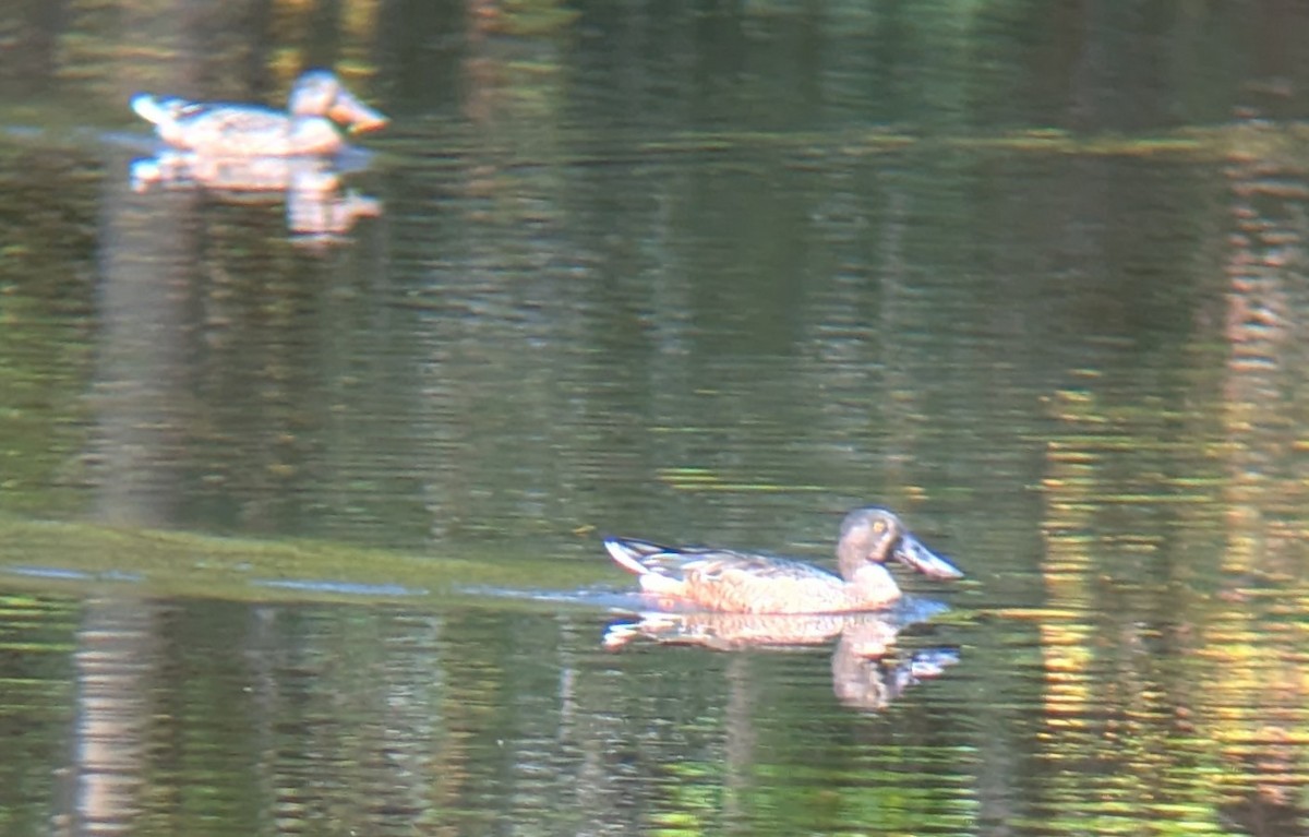 Northern Shoveler - ML642532007