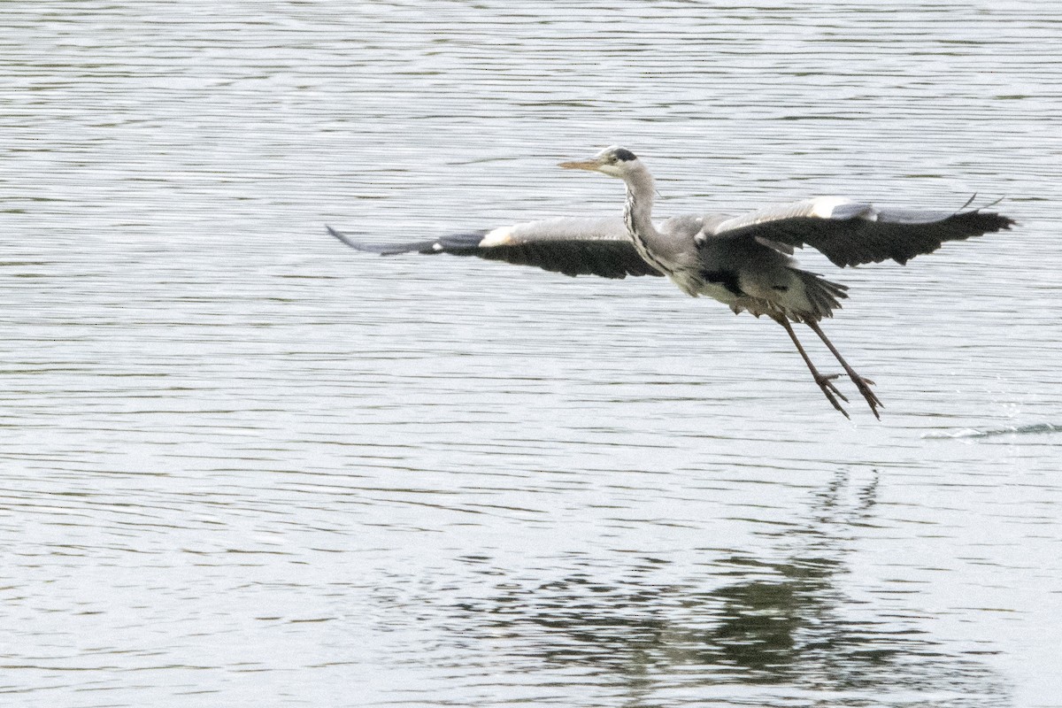 Gray Heron - ML642532010