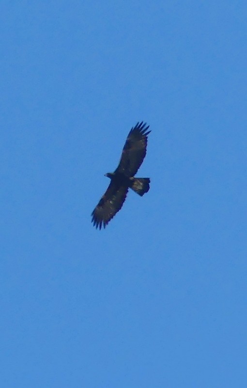Цармын бүргэд - ML642532019