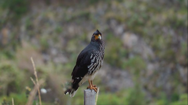 Streifenkarakara - ML642532036