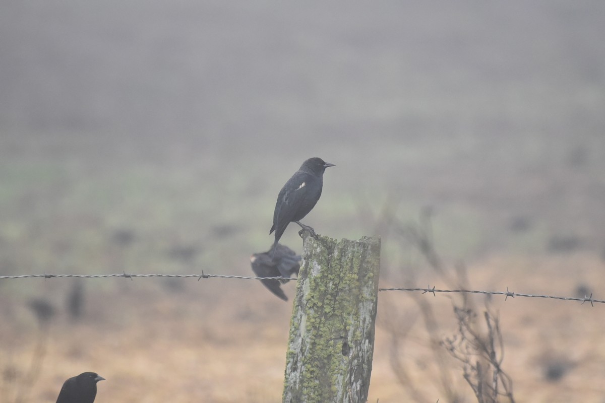 Tricolored Blackbird - ML642532062