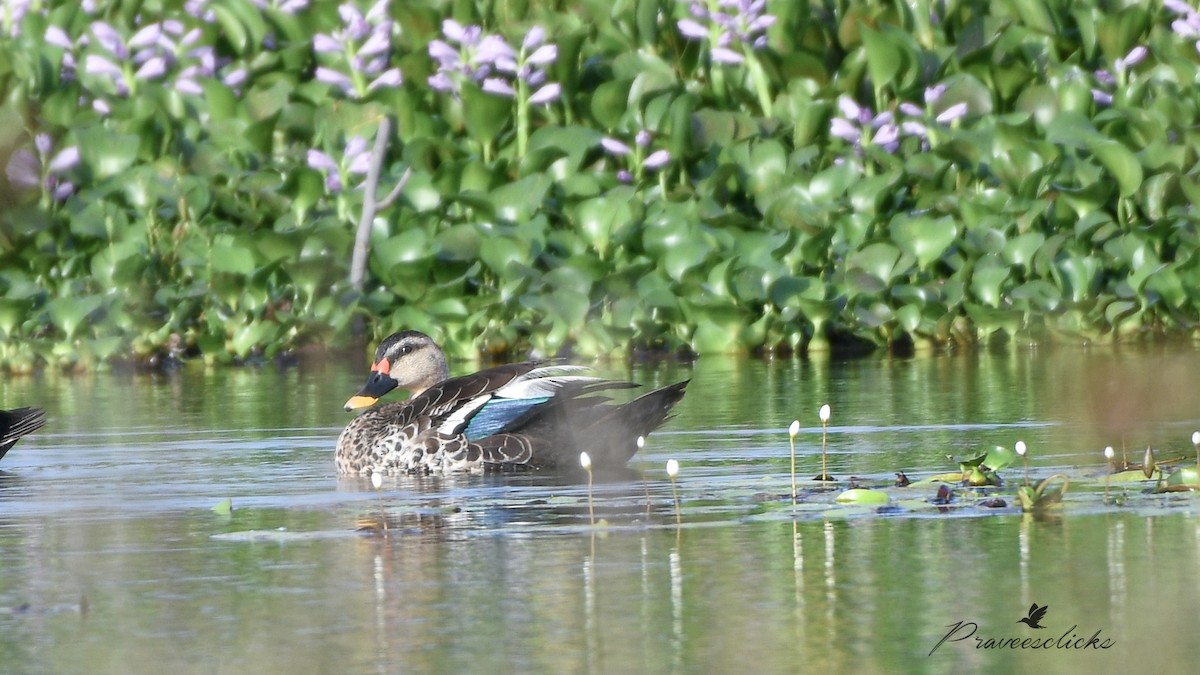 Indian Spot-billed Duck - ML642532065