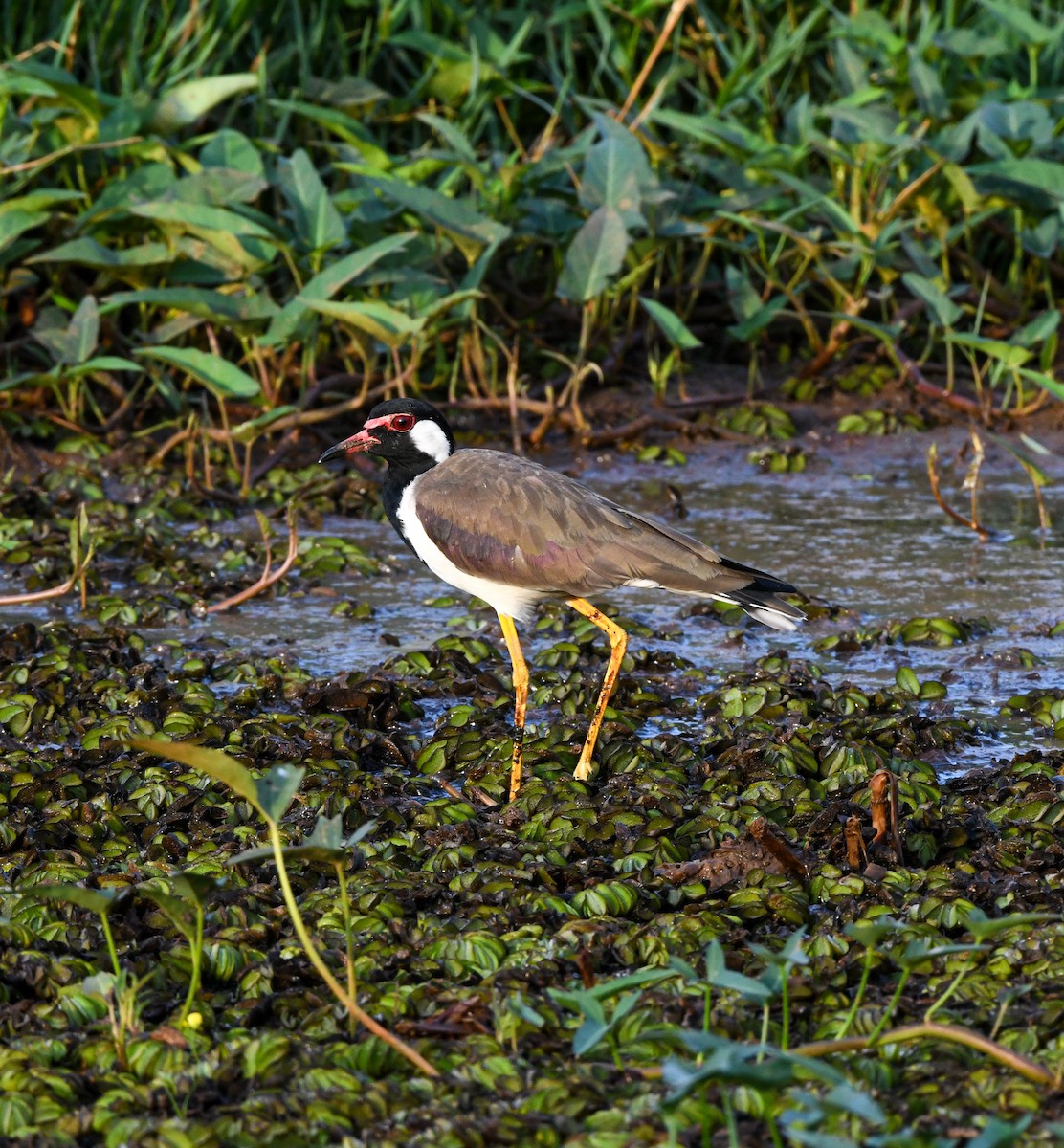 Red-wattled Lapwing - ML642532076
