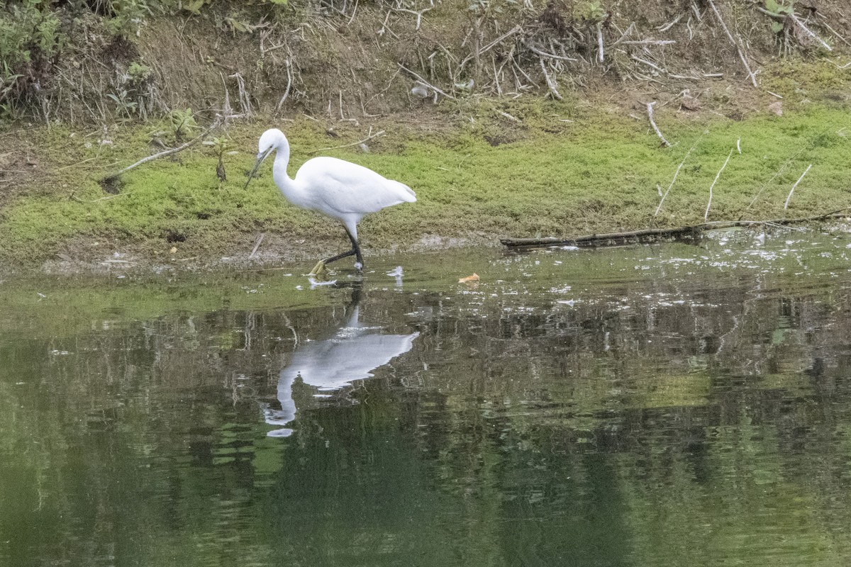 Little Egret - ML642532085