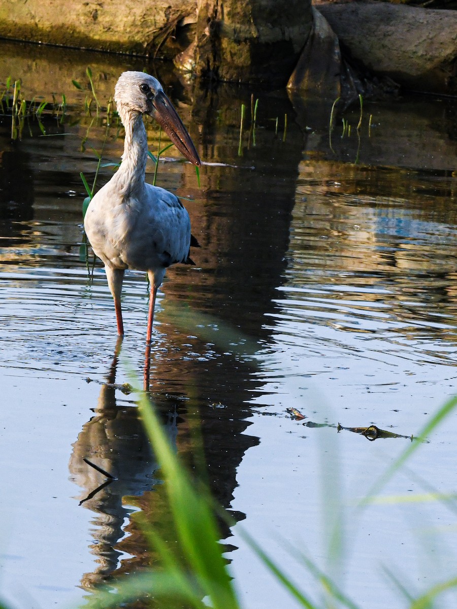 Asian Openbill - ML642532087