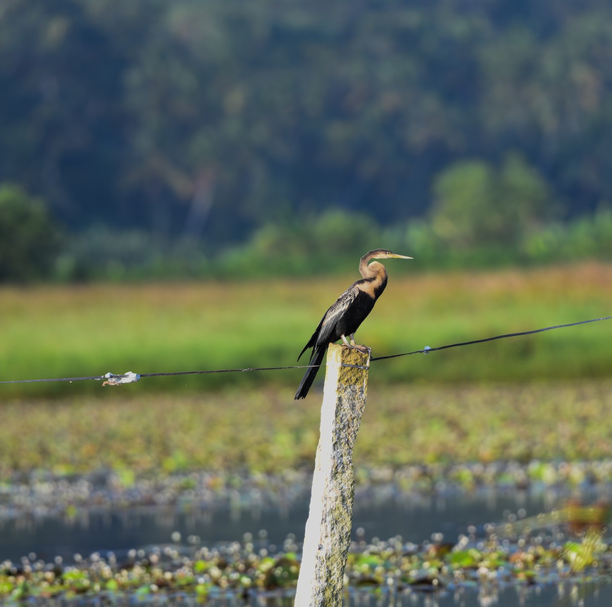 Oriental Darter - ML642532114