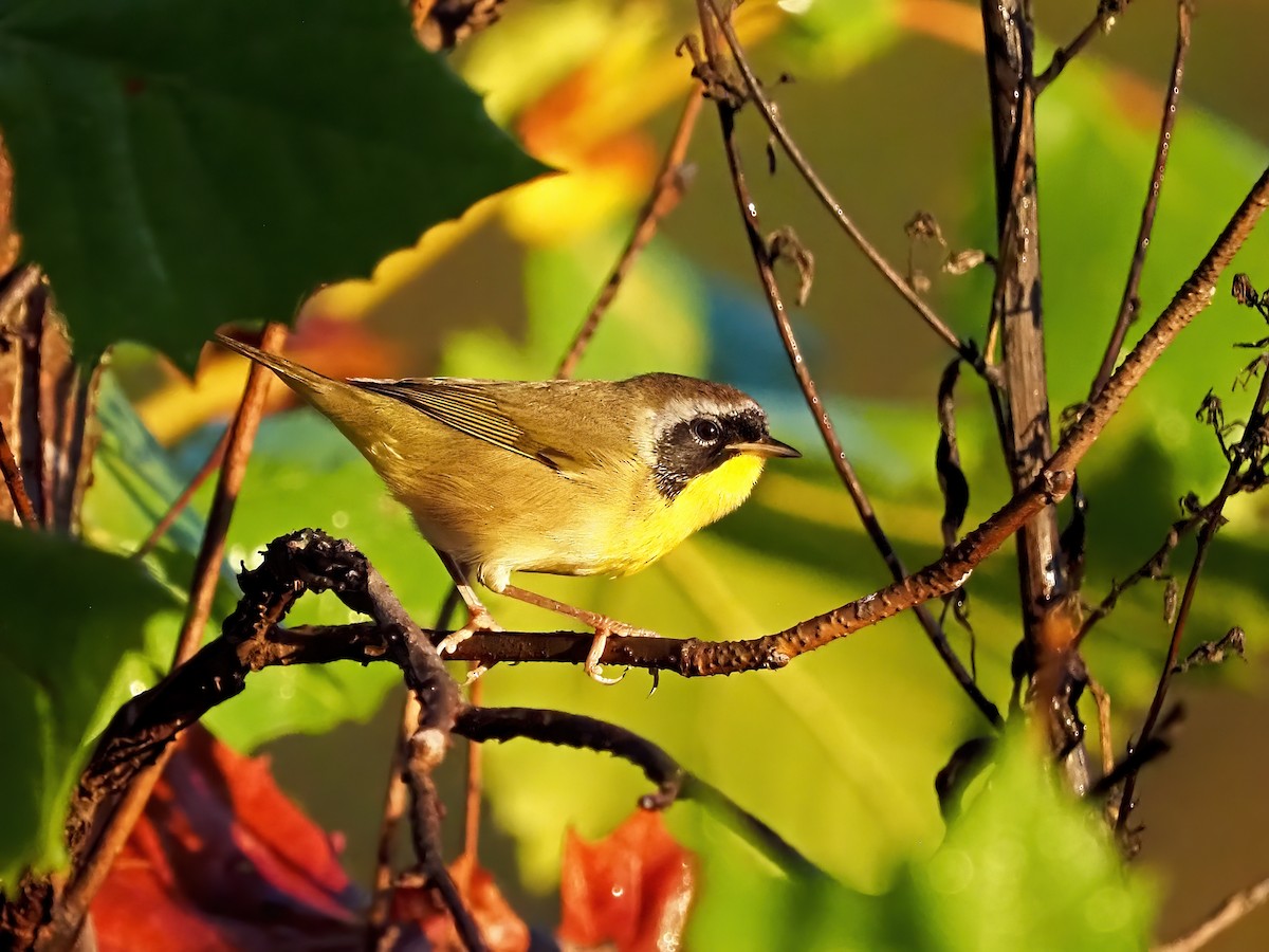 Common Yellowthroat - ML642532124