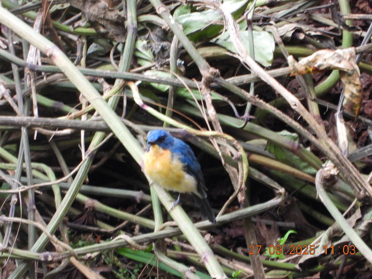 Tickell's Blue Flycatcher - ML642532126