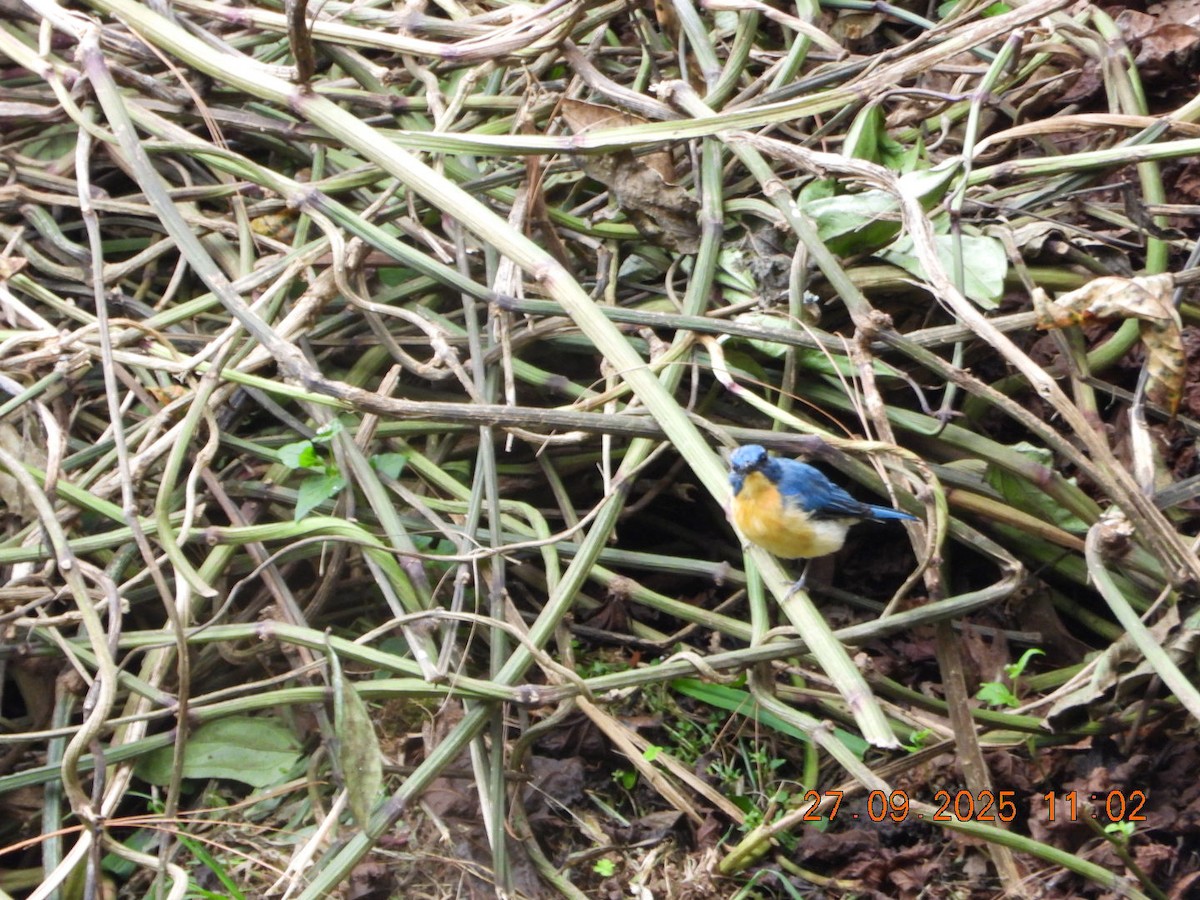 Tickell's Blue Flycatcher - ML642532127