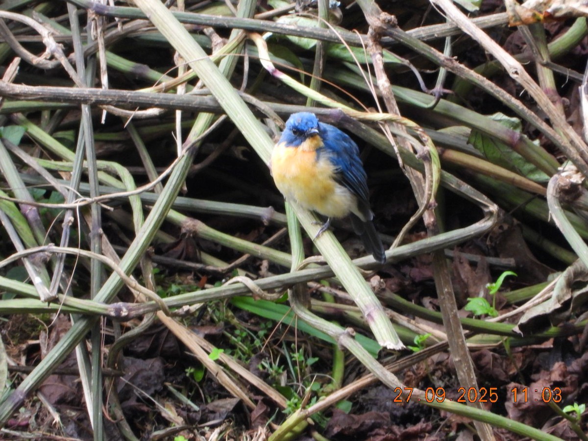 Tickell's Blue Flycatcher - ML642532128