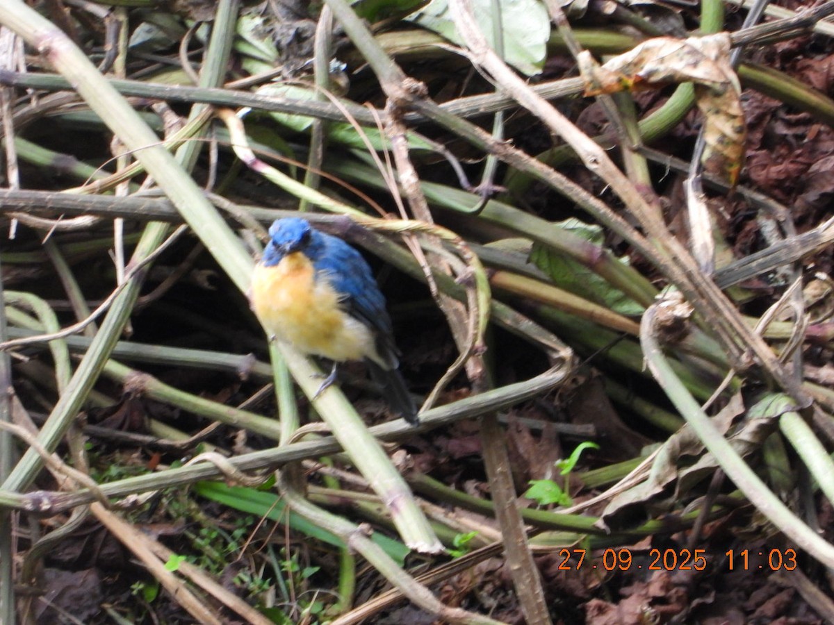 Tickell's Blue Flycatcher - ML642532129